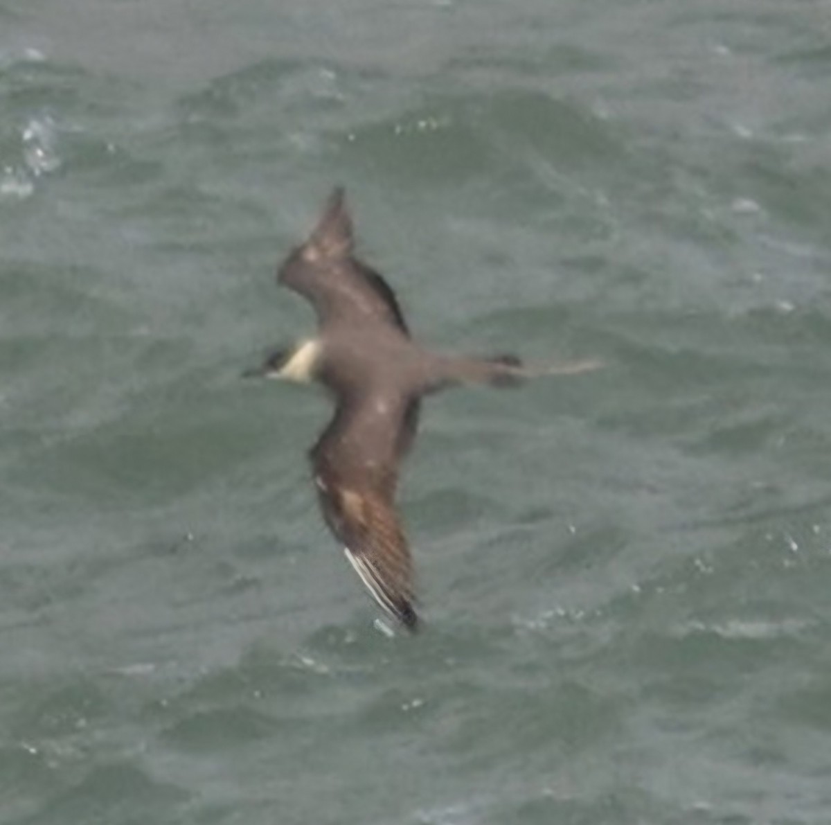 Long-tailed Jaeger - ML642981336