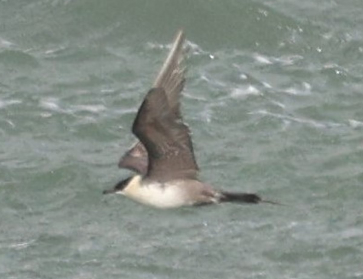 Long-tailed Jaeger - ML642981337