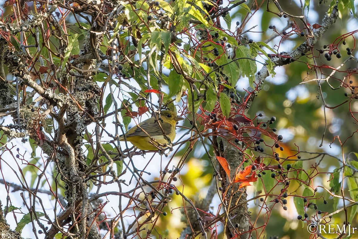 Piranga écarlate - ML642981339