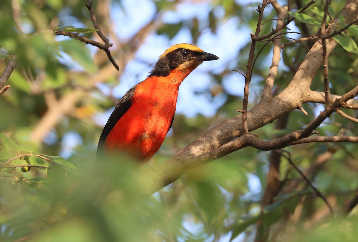 Yellow-crowned Gonolek - ML642981341