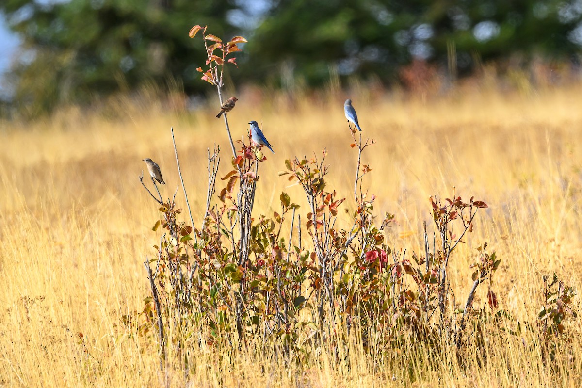 Mountain Bluebird - ML642981342