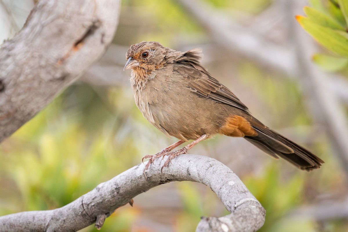 California Towhee - ML642981350
