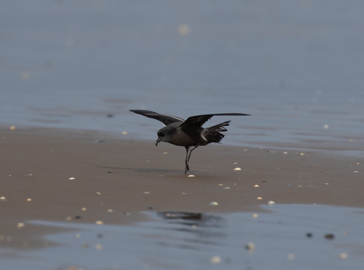 Leach's Storm-Petrel - ML642981353