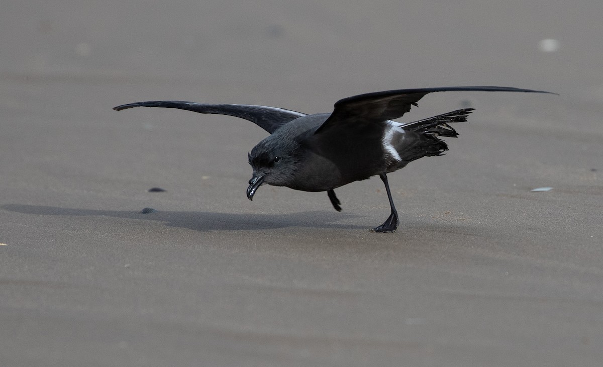 Leach's Storm-Petrel - ML642981354