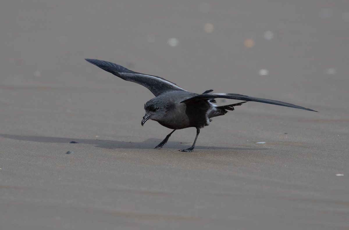 Leach's Storm-Petrel - ML642981355