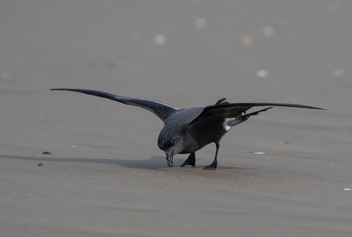 Leach's Storm-Petrel - ML642981357