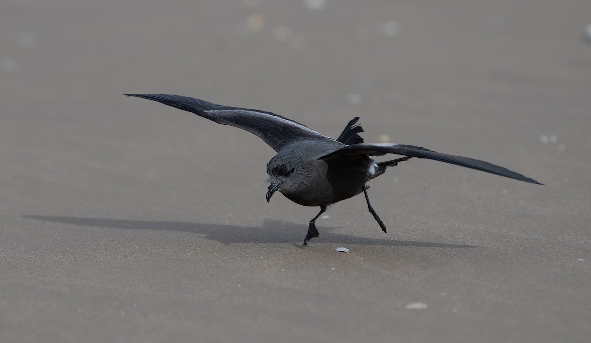 Leach's Storm-Petrel - ML642981361