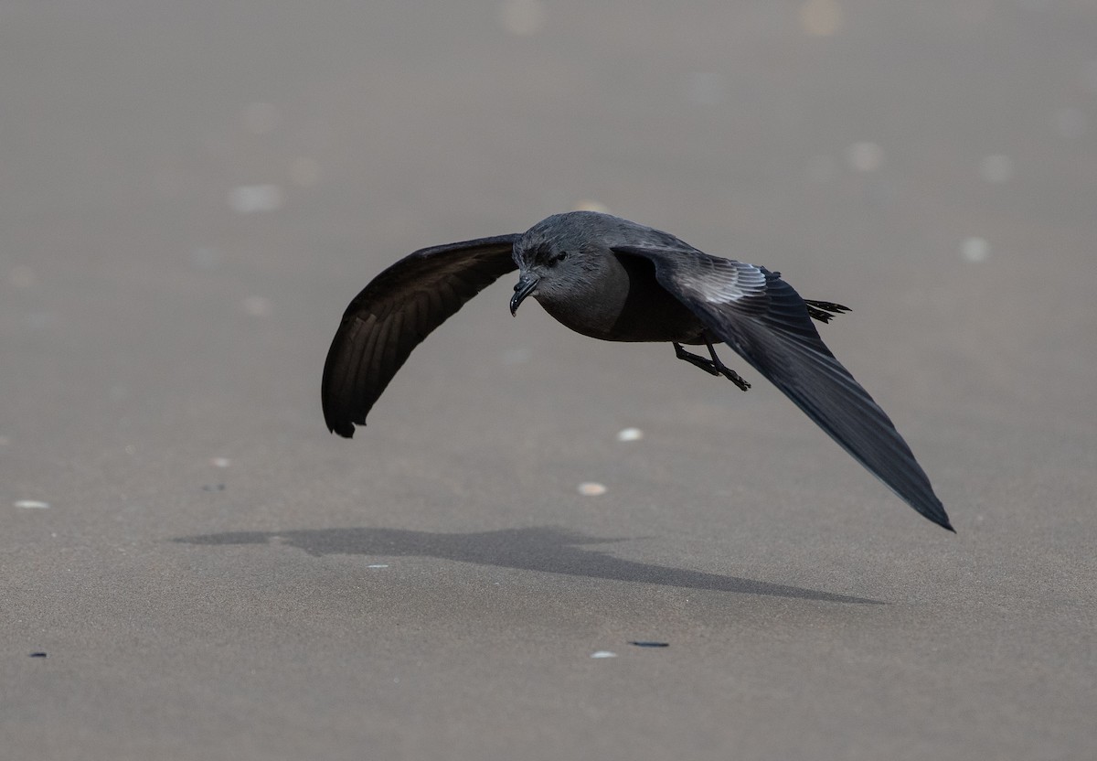 Leach's Storm-Petrel - ML642981362