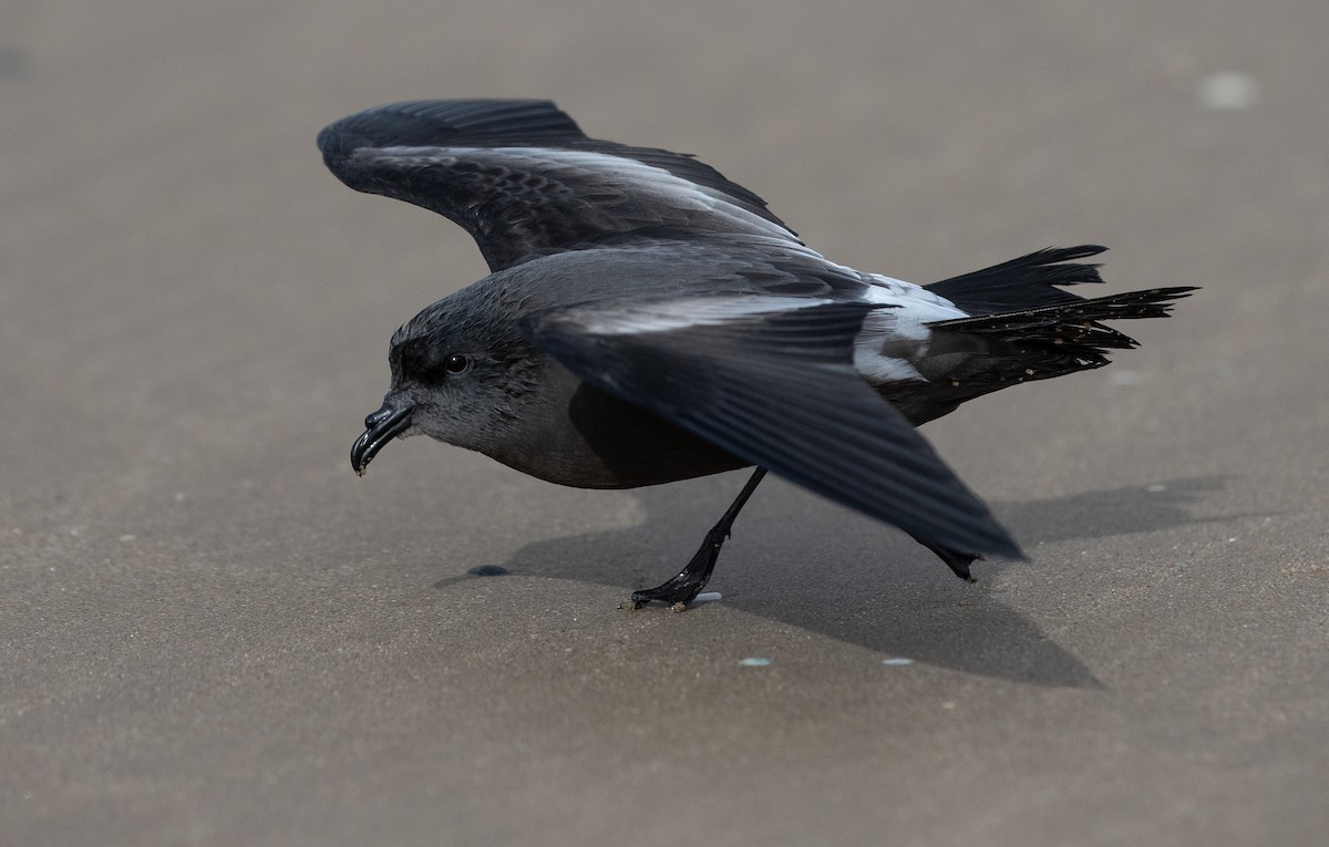 Leach's Storm-Petrel - ML642981363