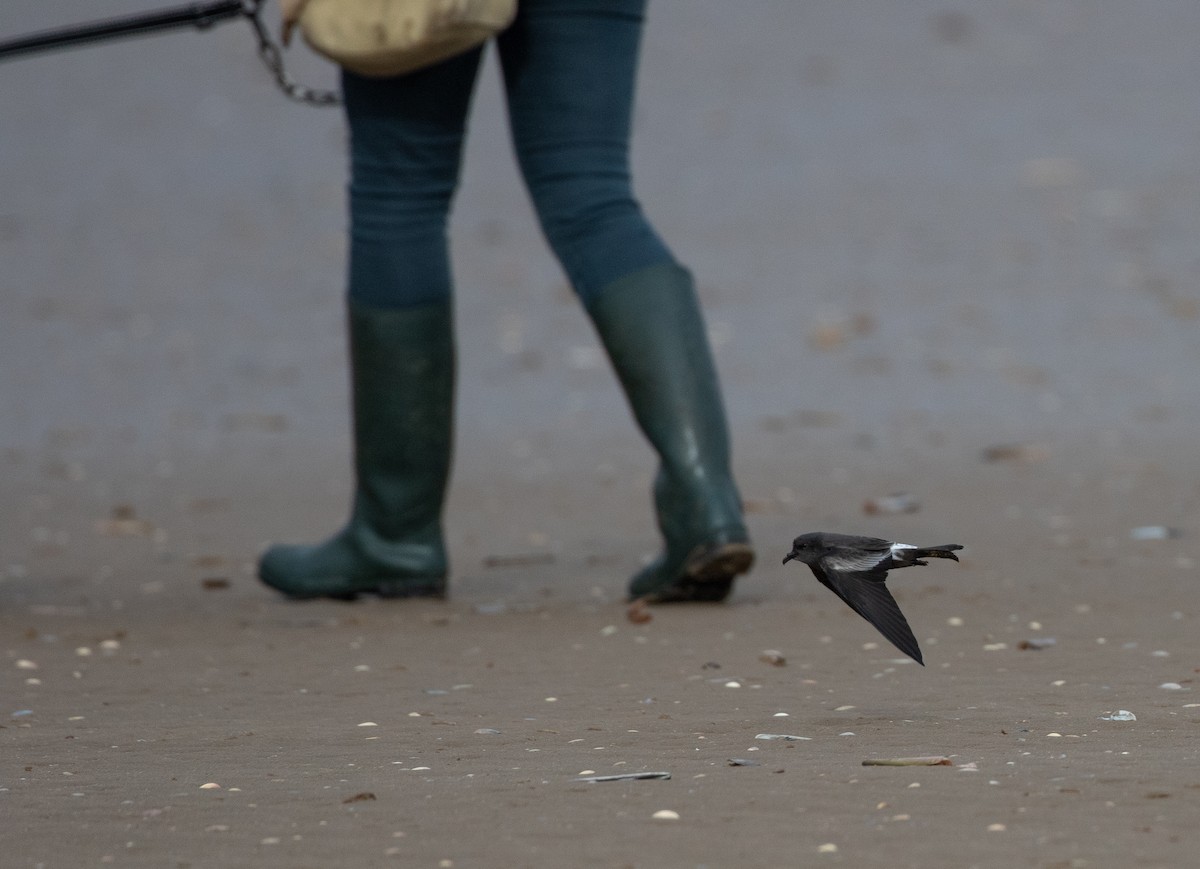Leach's Storm-Petrel - ML642981364