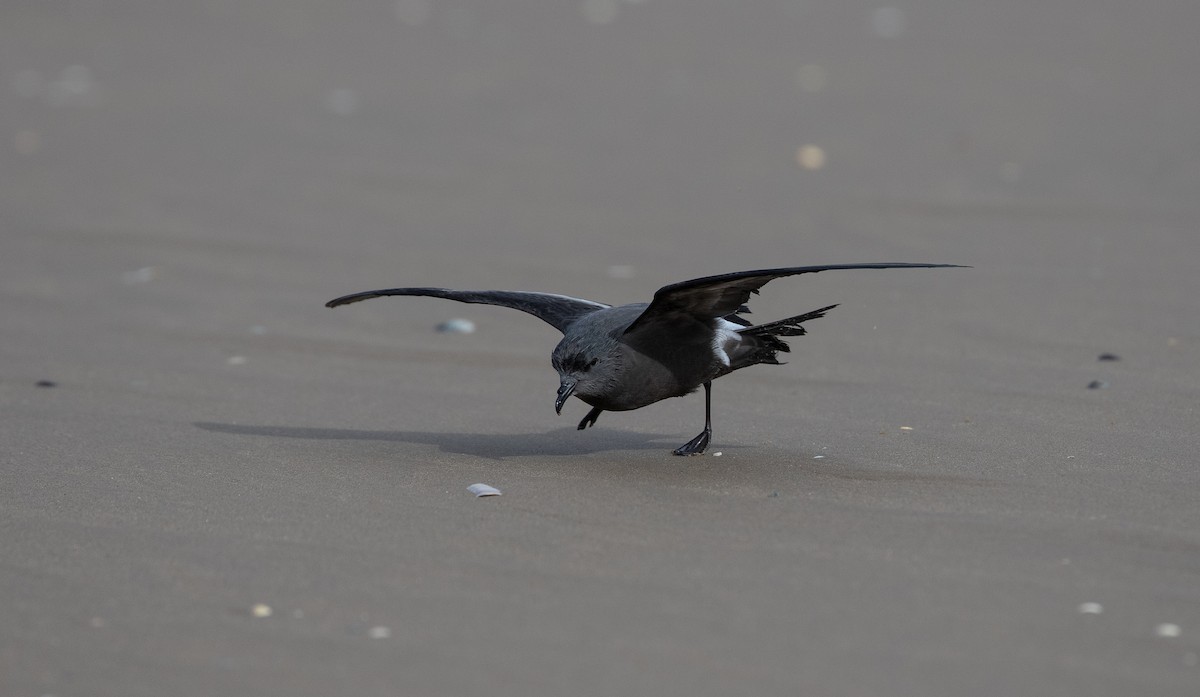 Leach's Storm-Petrel - ML642981365