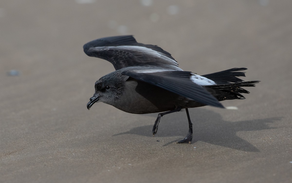 Leach's Storm-Petrel - ML642981366