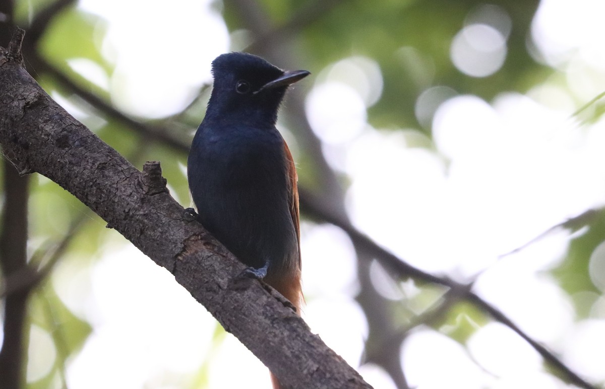 African Paradise-Flycatcher - ML642981367
