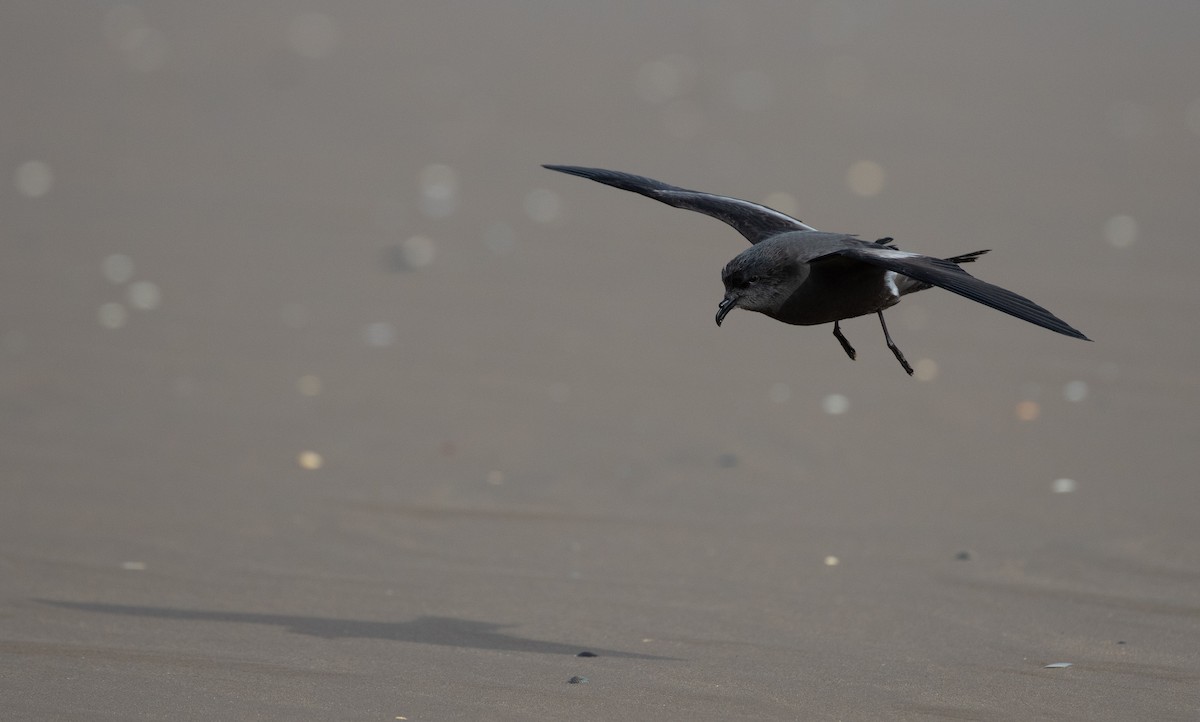 Leach's Storm-Petrel - ML642981368