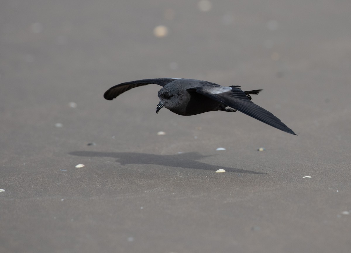 Leach's Storm-Petrel - ML642981369