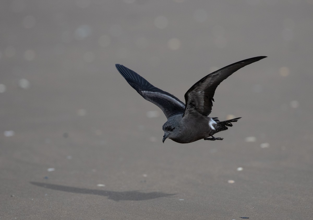 Leach's Storm-Petrel - ML642981370