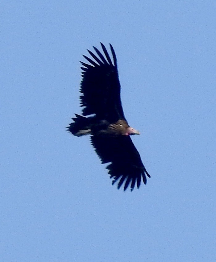 Lappet-faced Vulture - ML642981399