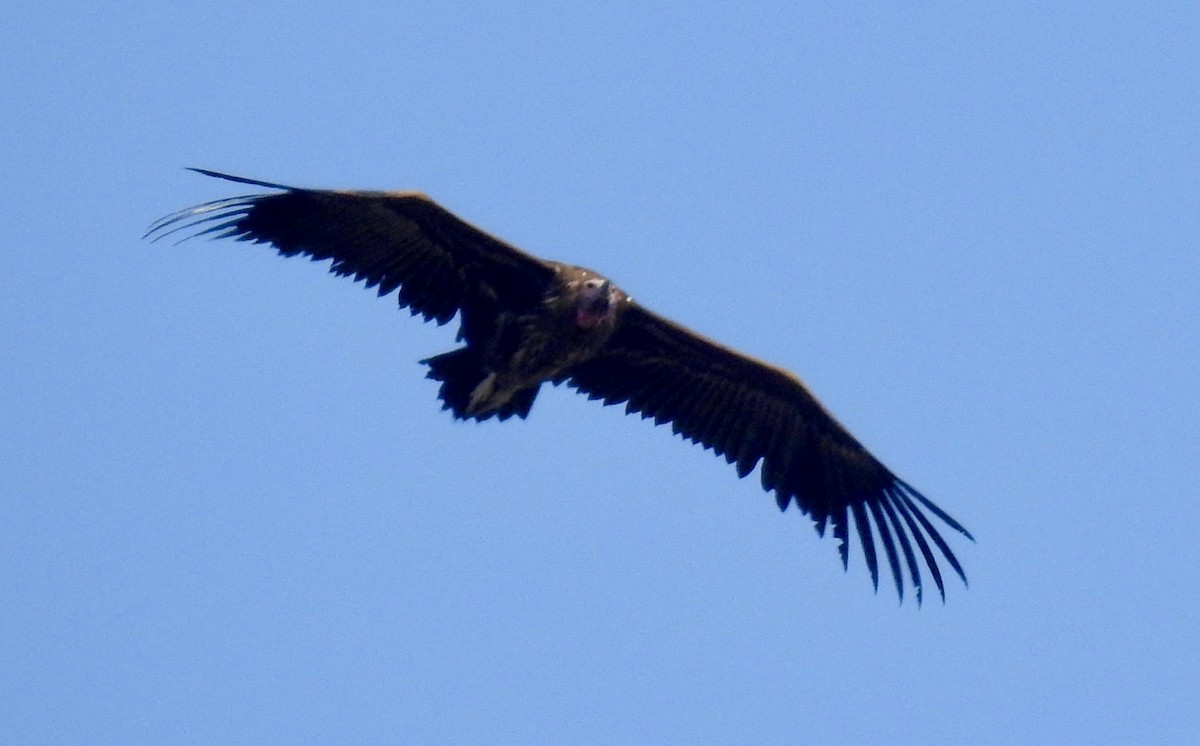 Lappet-faced Vulture - ML642981400