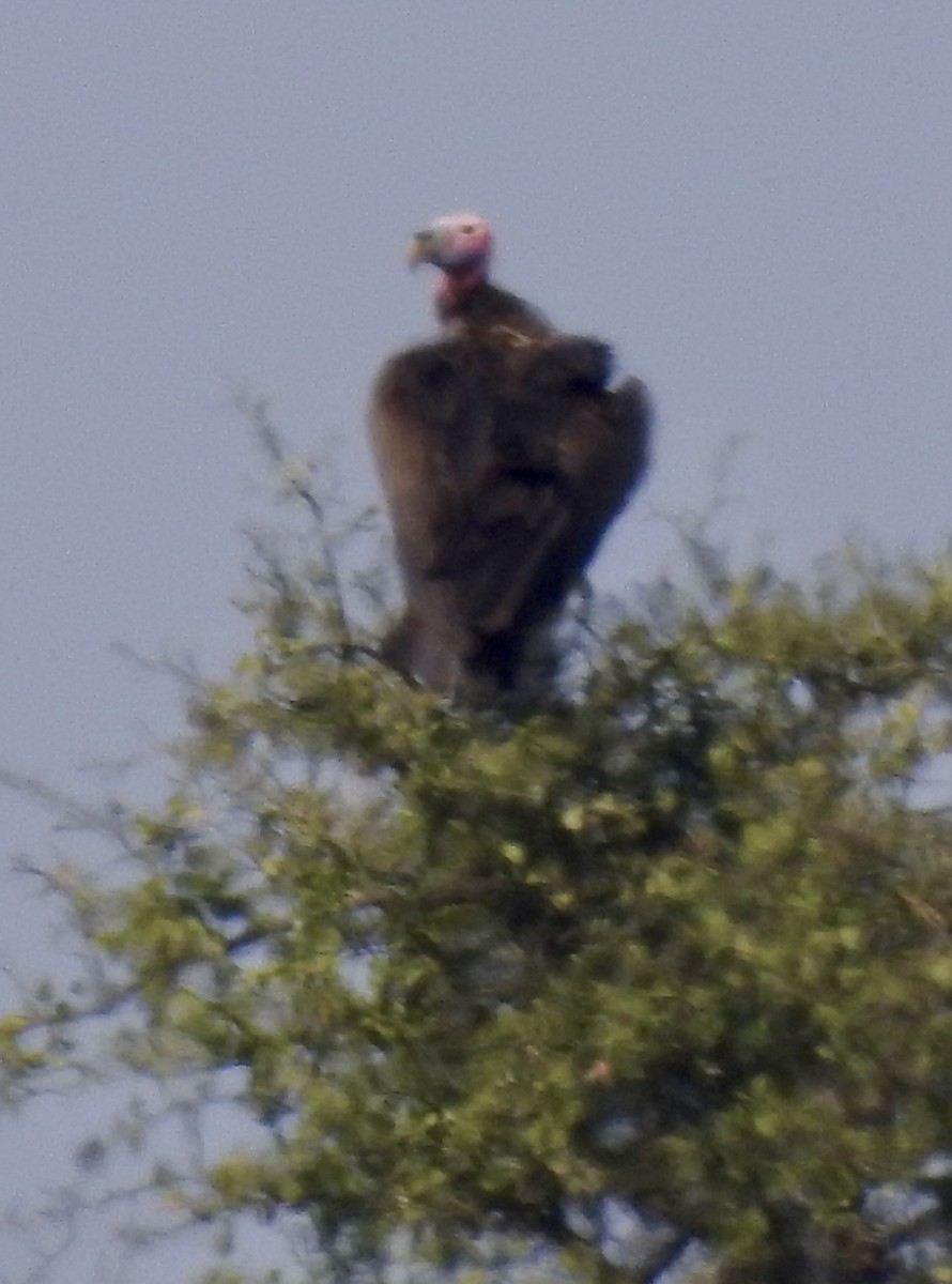 Lappet-faced Vulture - ML642981401