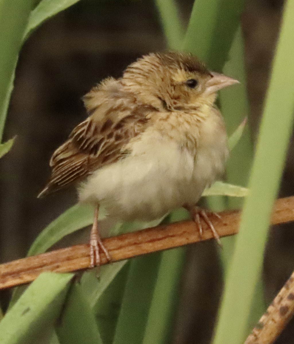 Northern Red Bishop - ML642981409