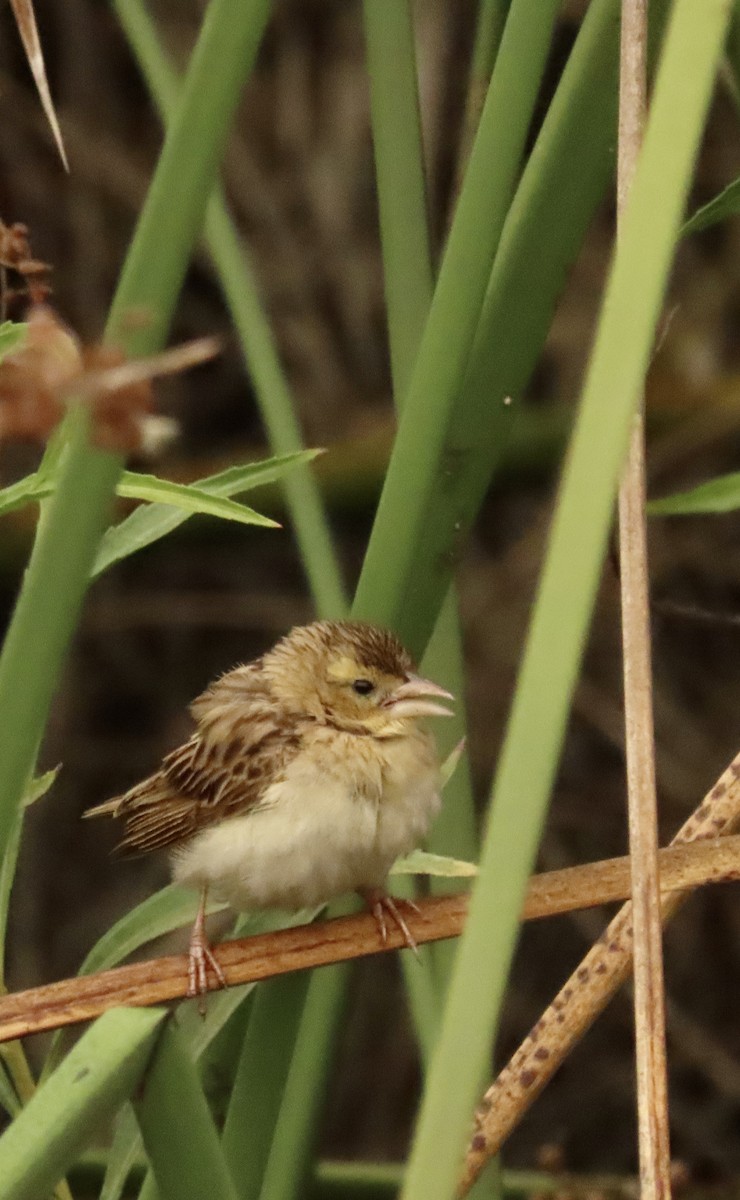 Northern Red Bishop - ML642981410
