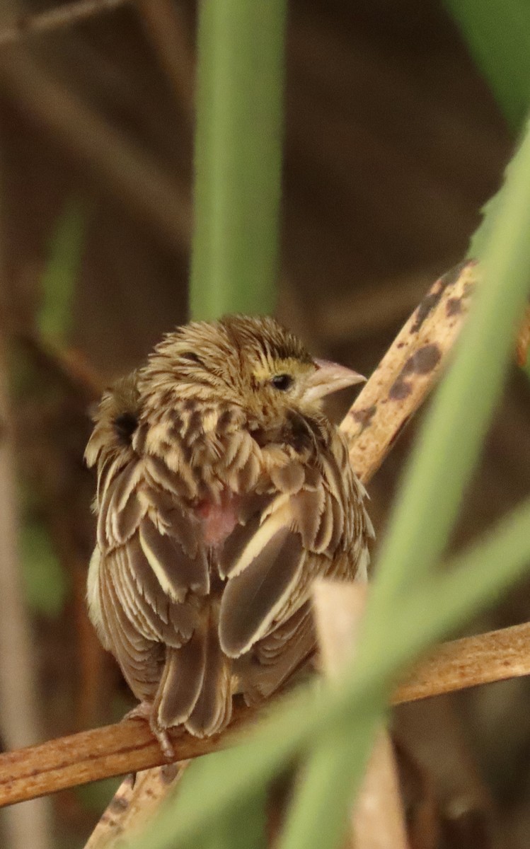 Northern Red Bishop - ML642981411