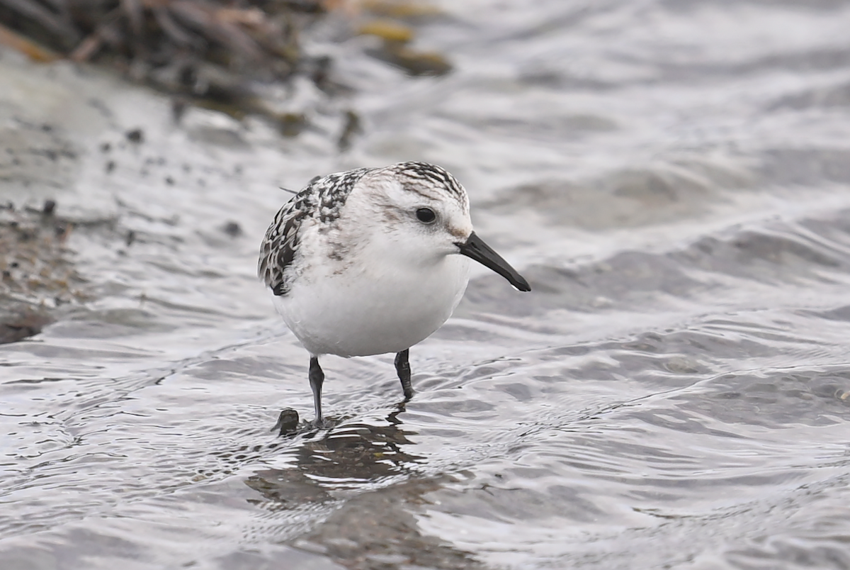 Sanderling - ML642981412
