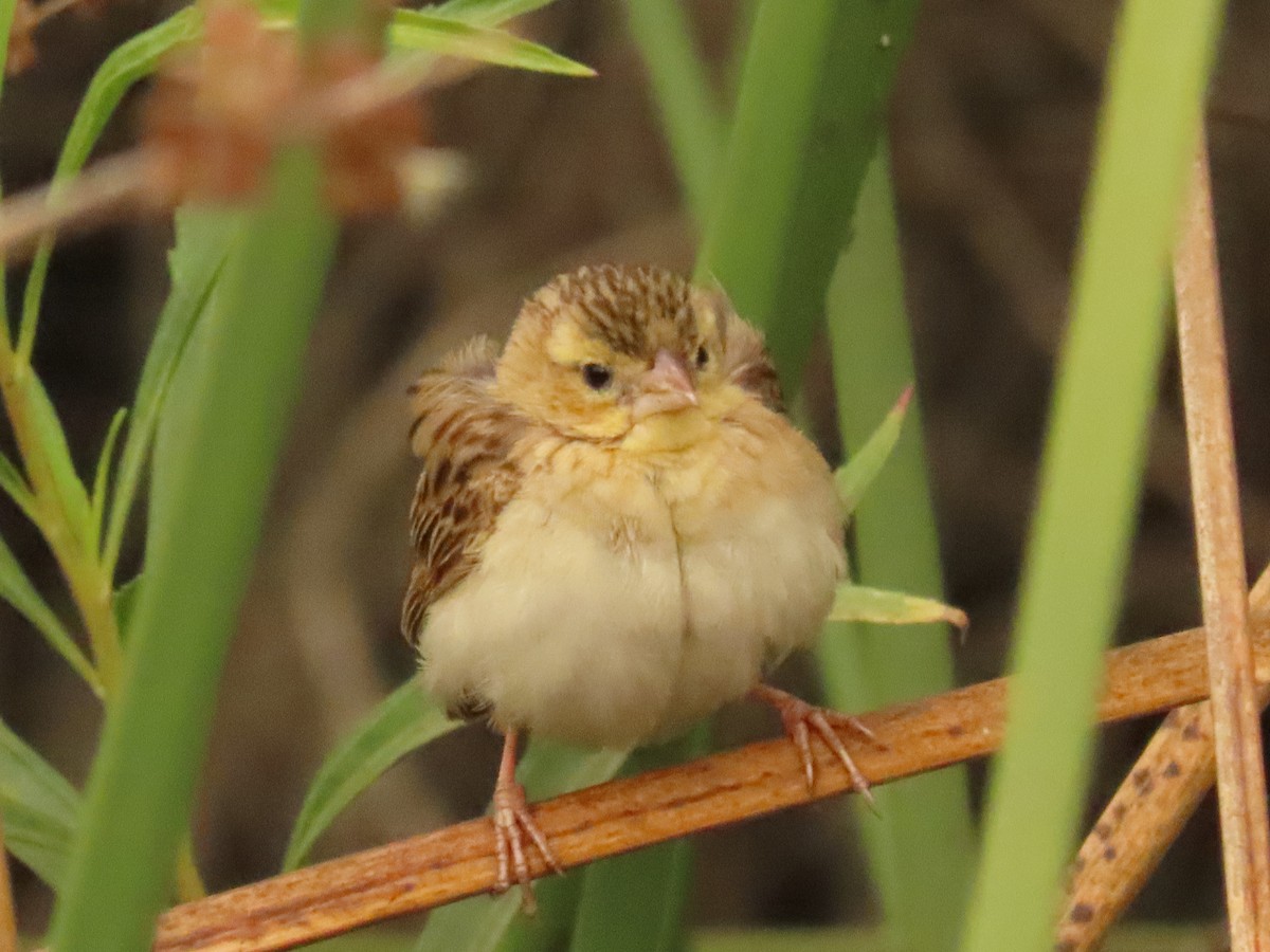 Northern Red Bishop - ML642981414