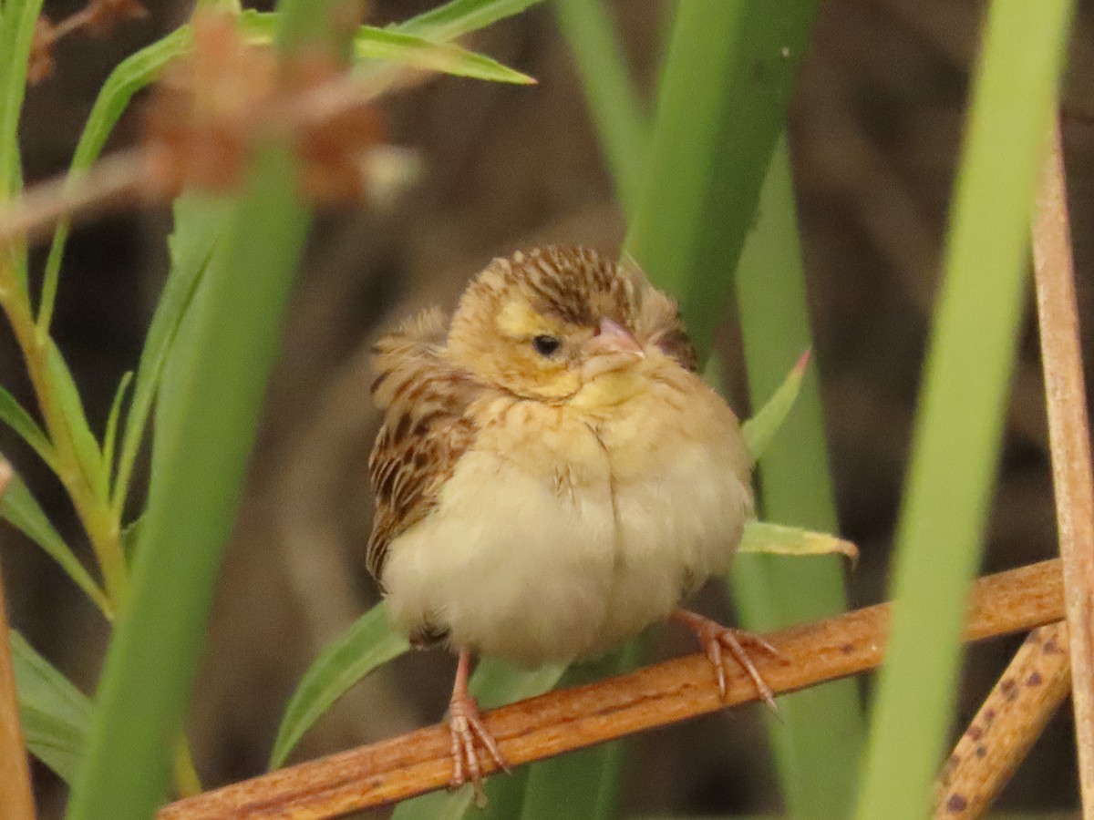 Northern Red Bishop - ML642981415