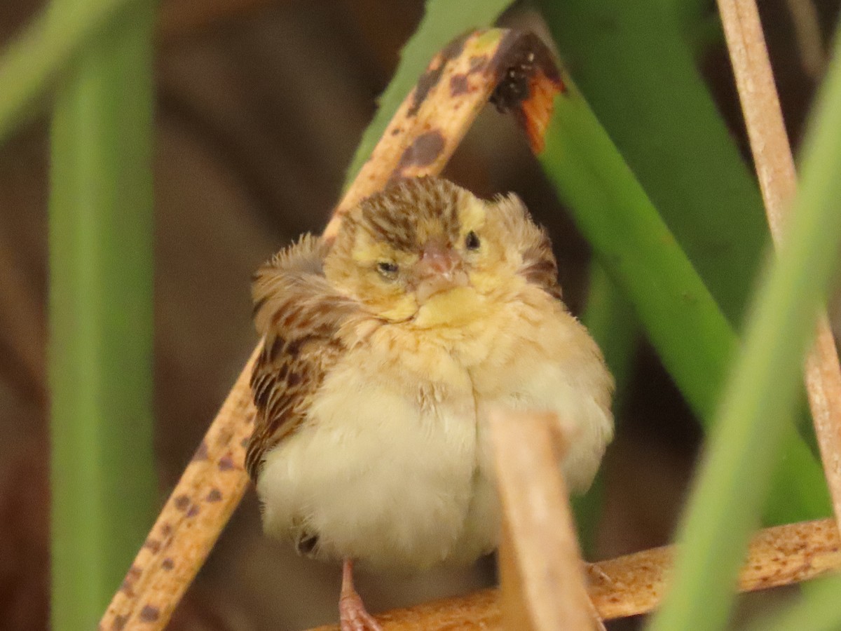 Northern Red Bishop - ML642981416