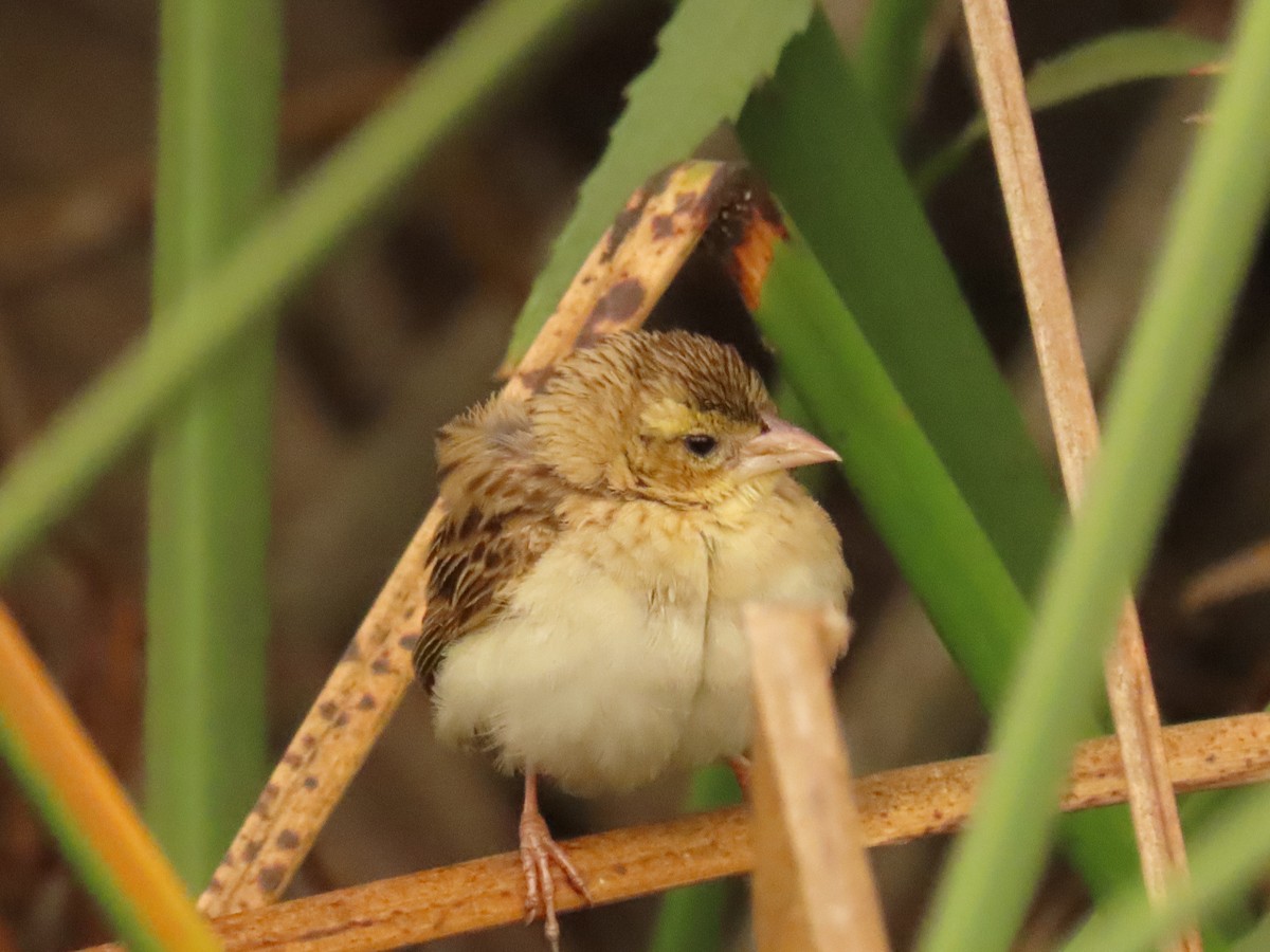 Northern Red Bishop - ML642981417
