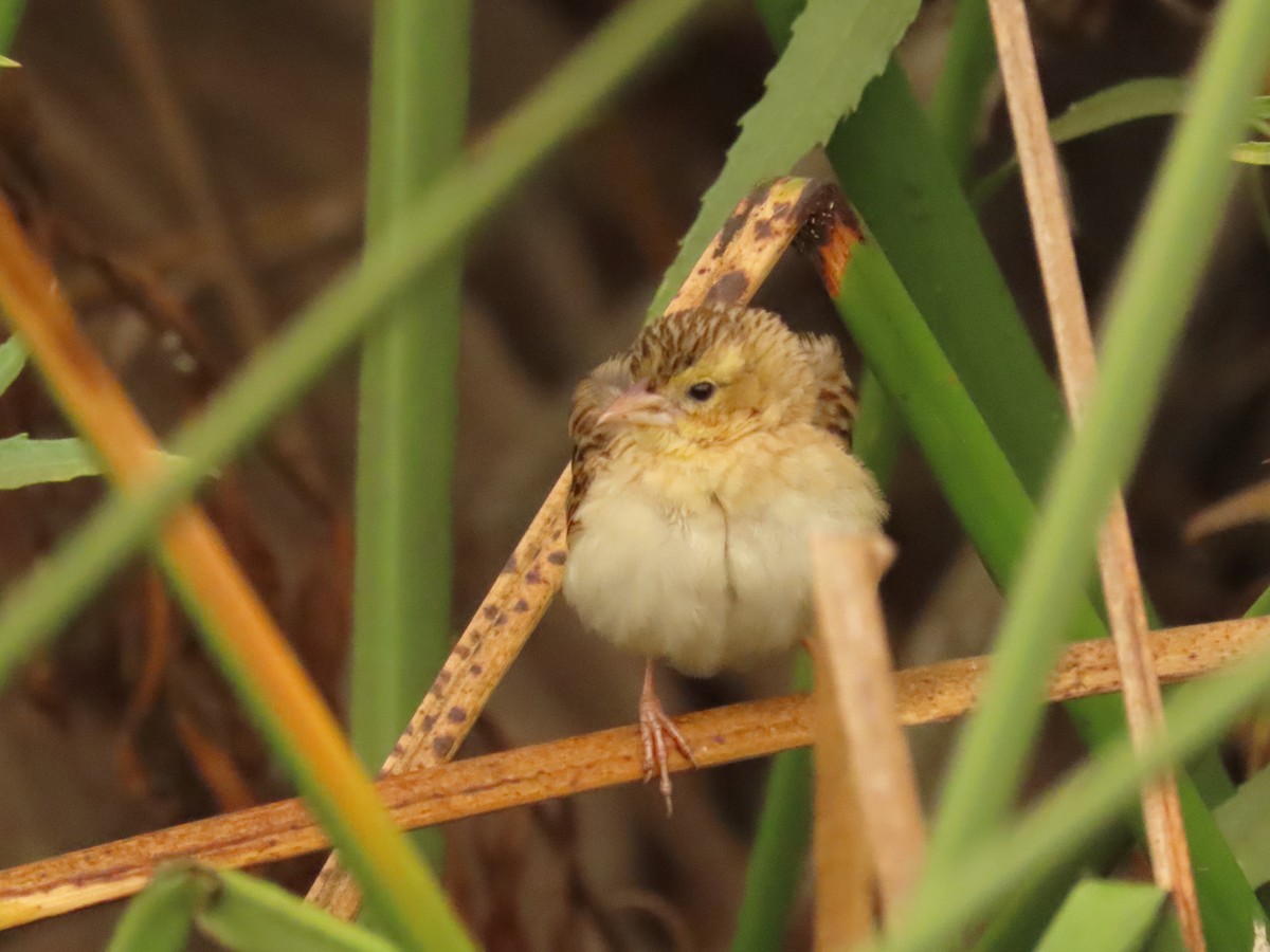 Northern Red Bishop - ML642981418