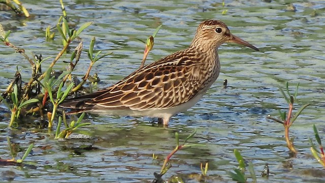 Pectoral Sandpiper - ML642981431