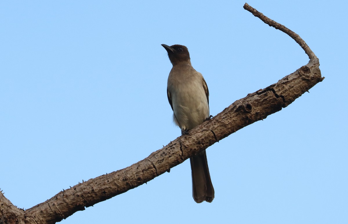 Common Bulbul - ML642981433