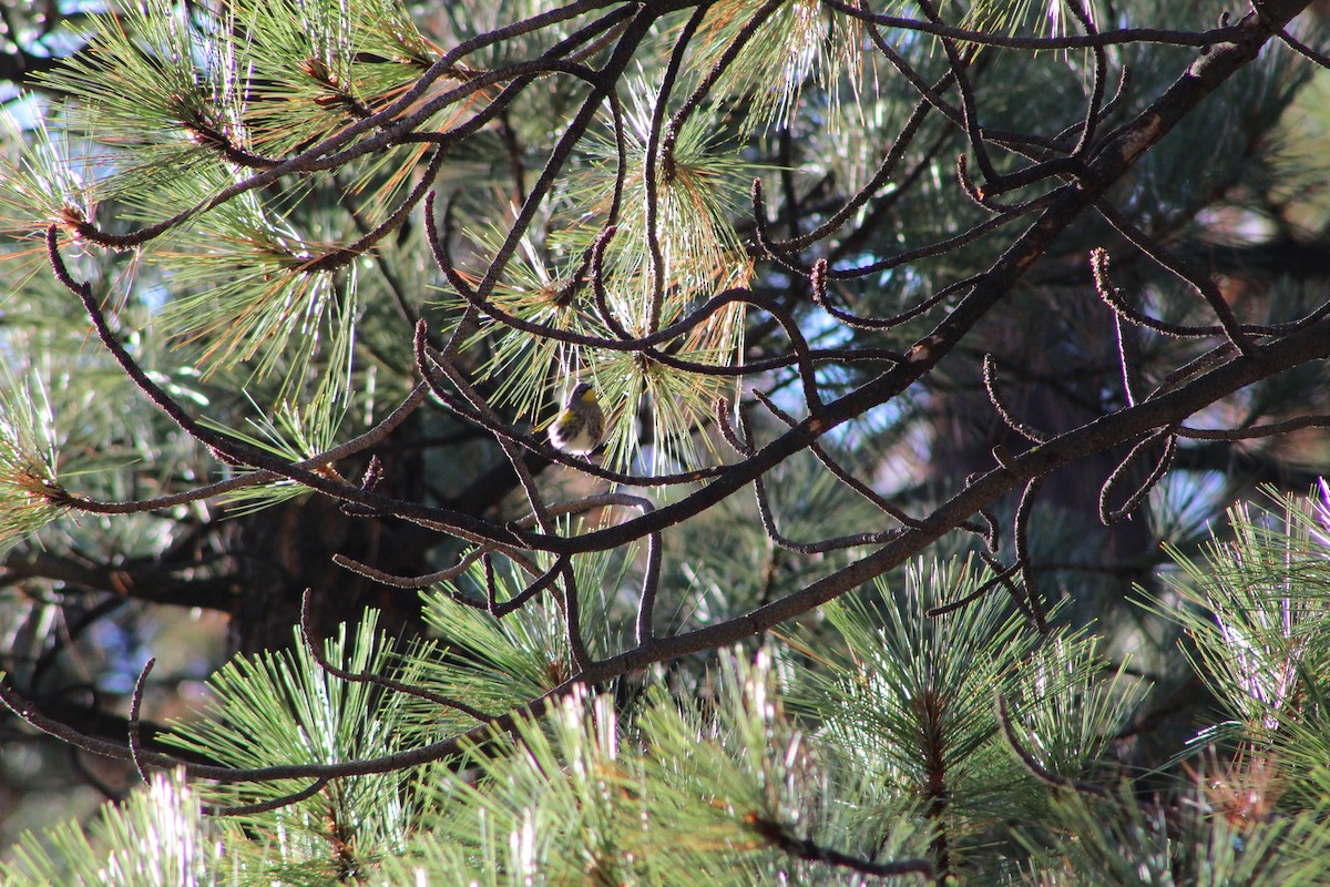 Пісняр-лісовик жовтогузий - ML642981434