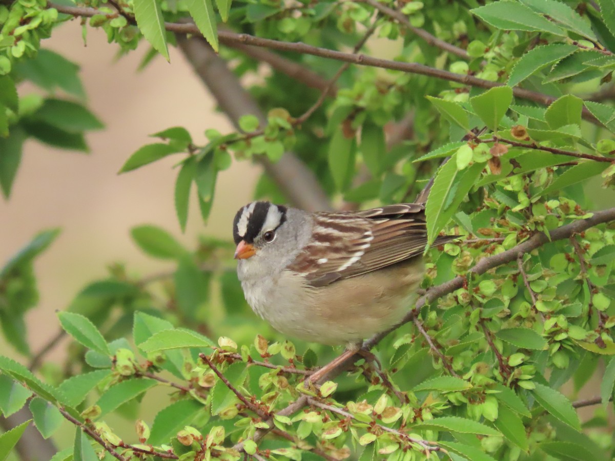 White-crowned Sparrow - ML642981438