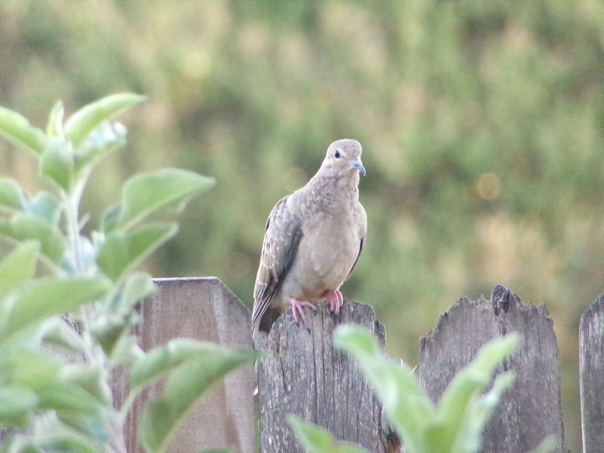 Mourning Dove - ML642981442