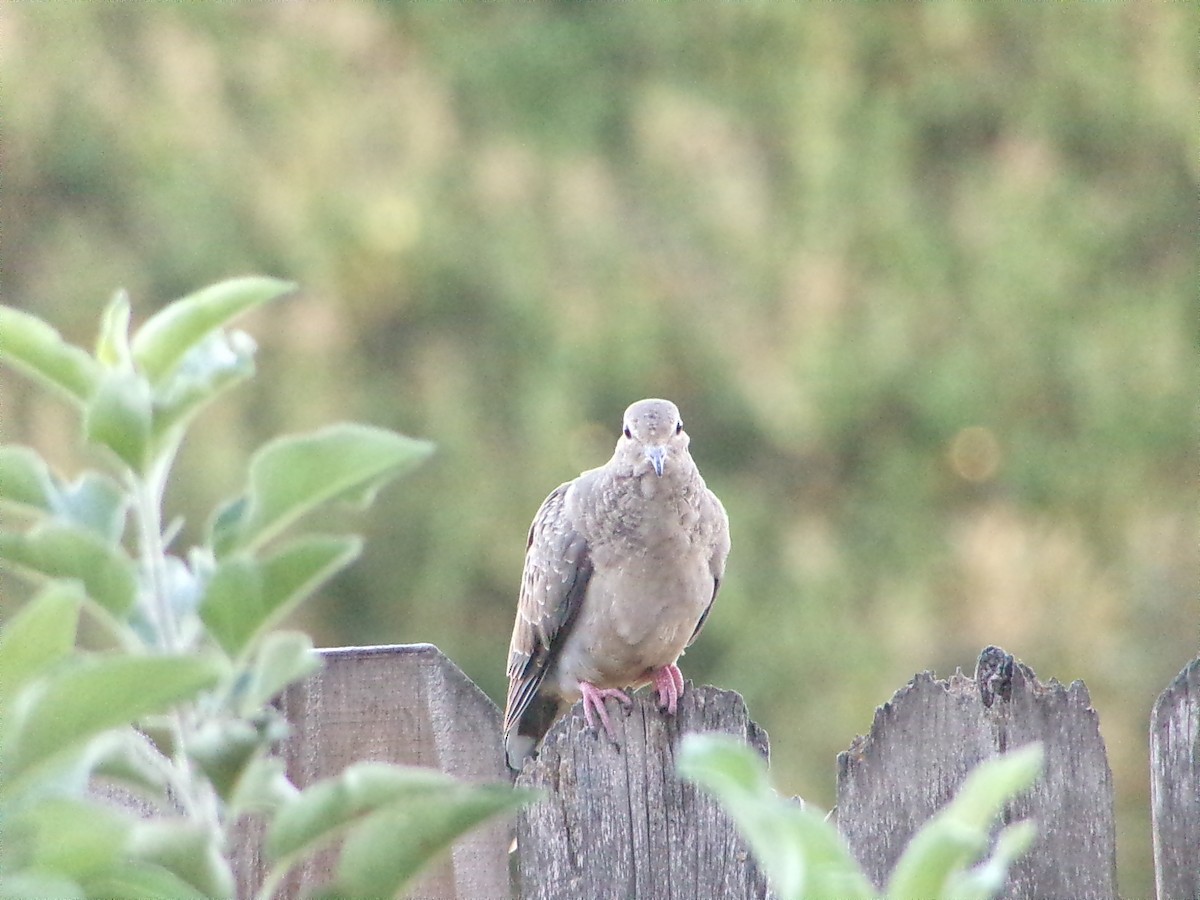 Mourning Dove - ML642981443
