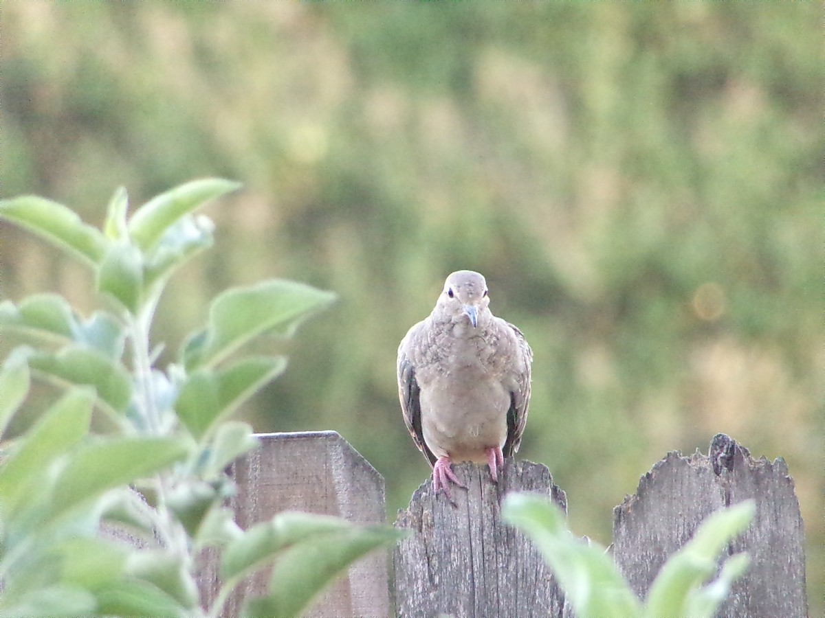 Mourning Dove - ML642981444