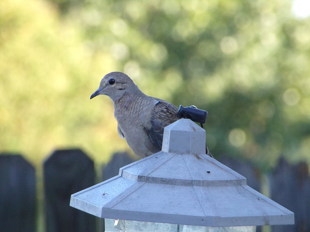 Mourning Dove - ML642981445