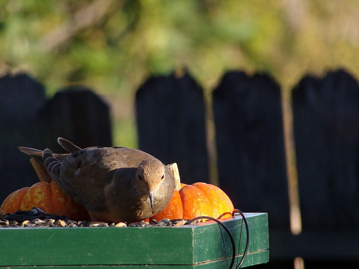 Mourning Dove - ML642981446