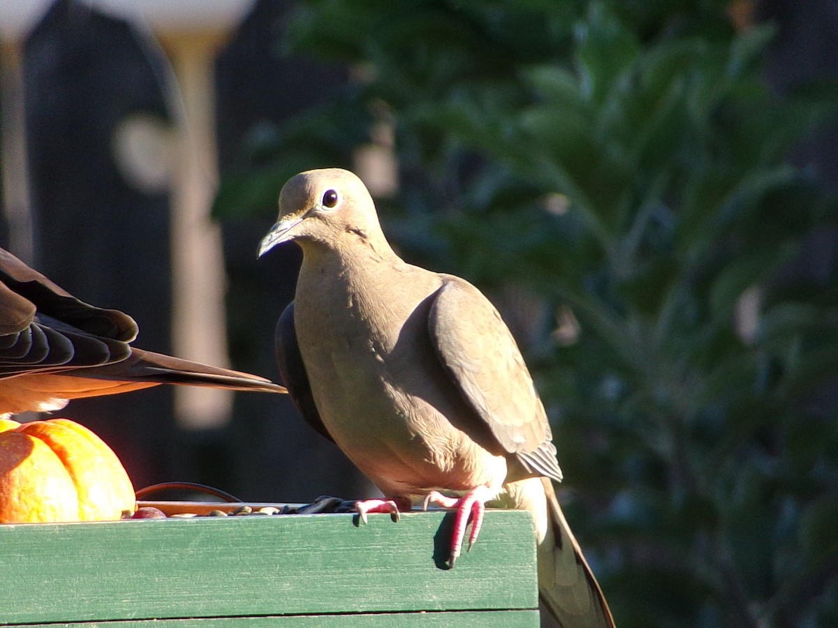 Mourning Dove - ML642981447