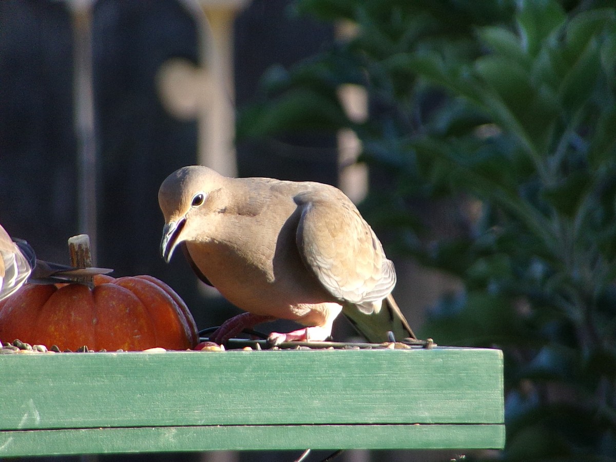 Mourning Dove - ML642981448