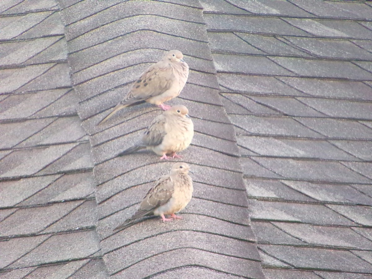 Mourning Dove - ML642981449