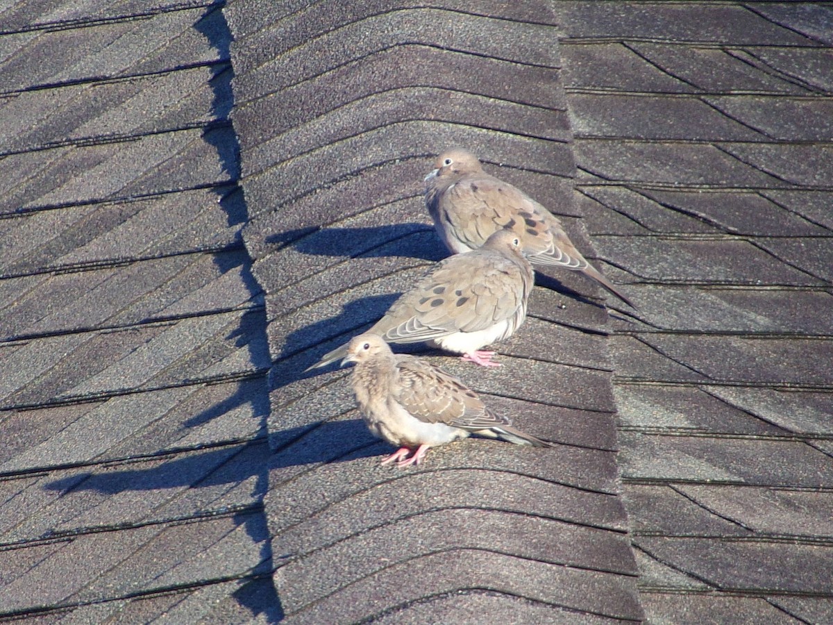 Mourning Dove - ML642981450