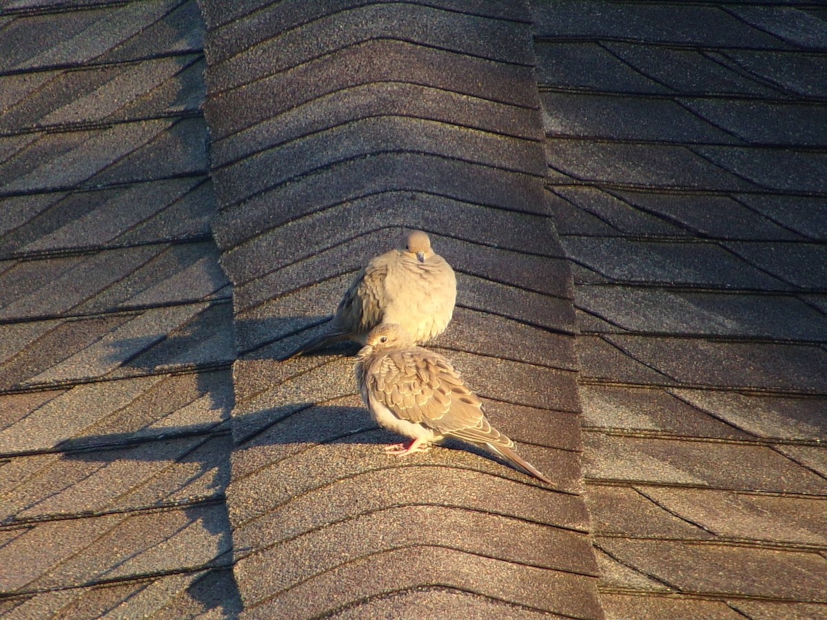 Mourning Dove - ML642981451