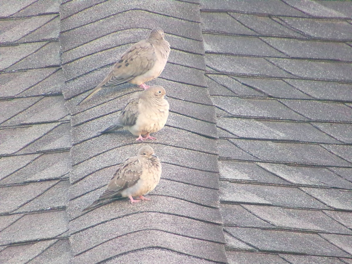 Mourning Dove - ML642981453