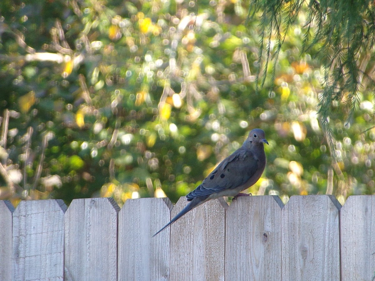 Mourning Dove - ML642981454
