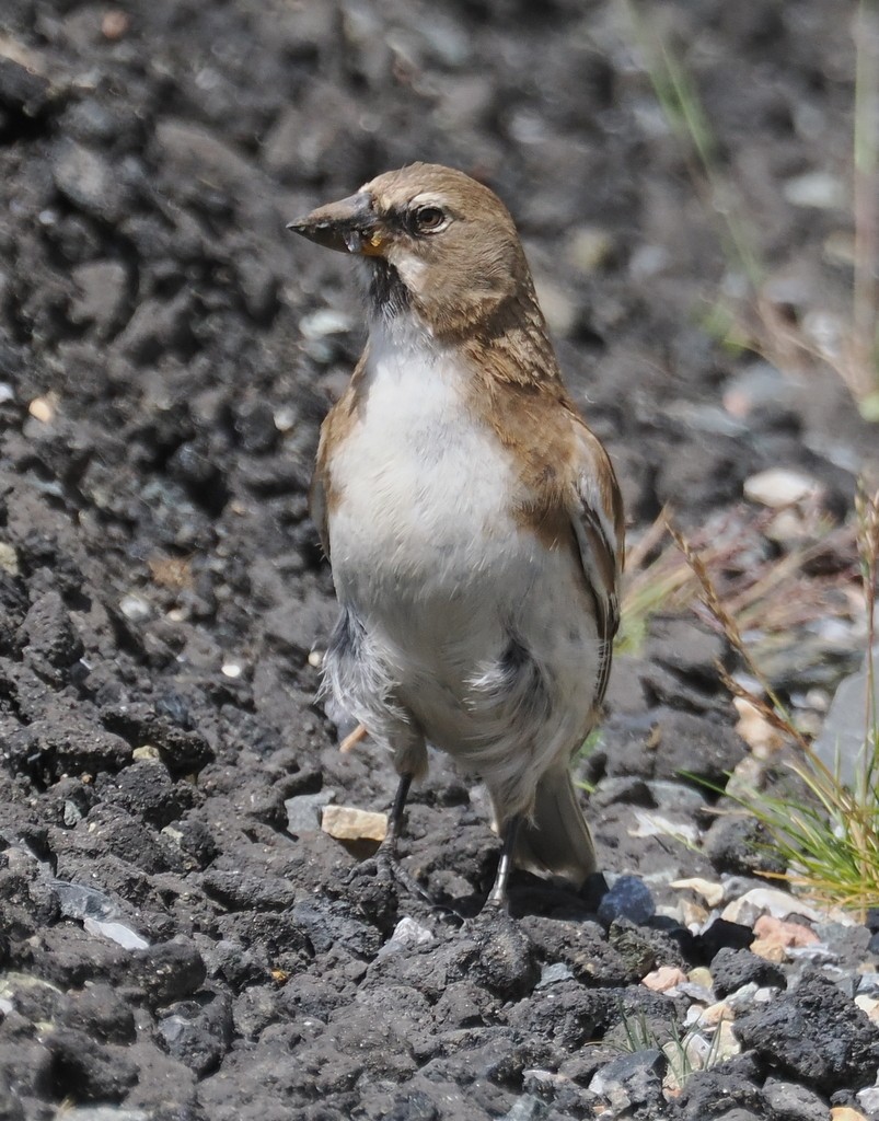 Tibetan Snowfinch - ML642981455