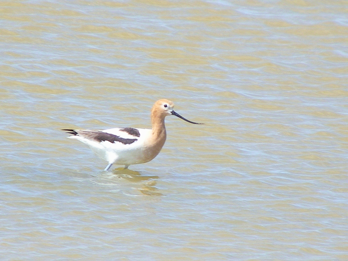 American Avocet - ML642981456